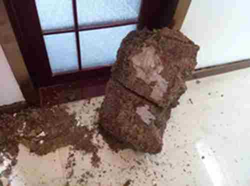 白蚁防治